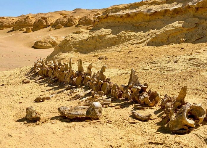 L Un Des Restes Des Baleines A Wadi Hitan